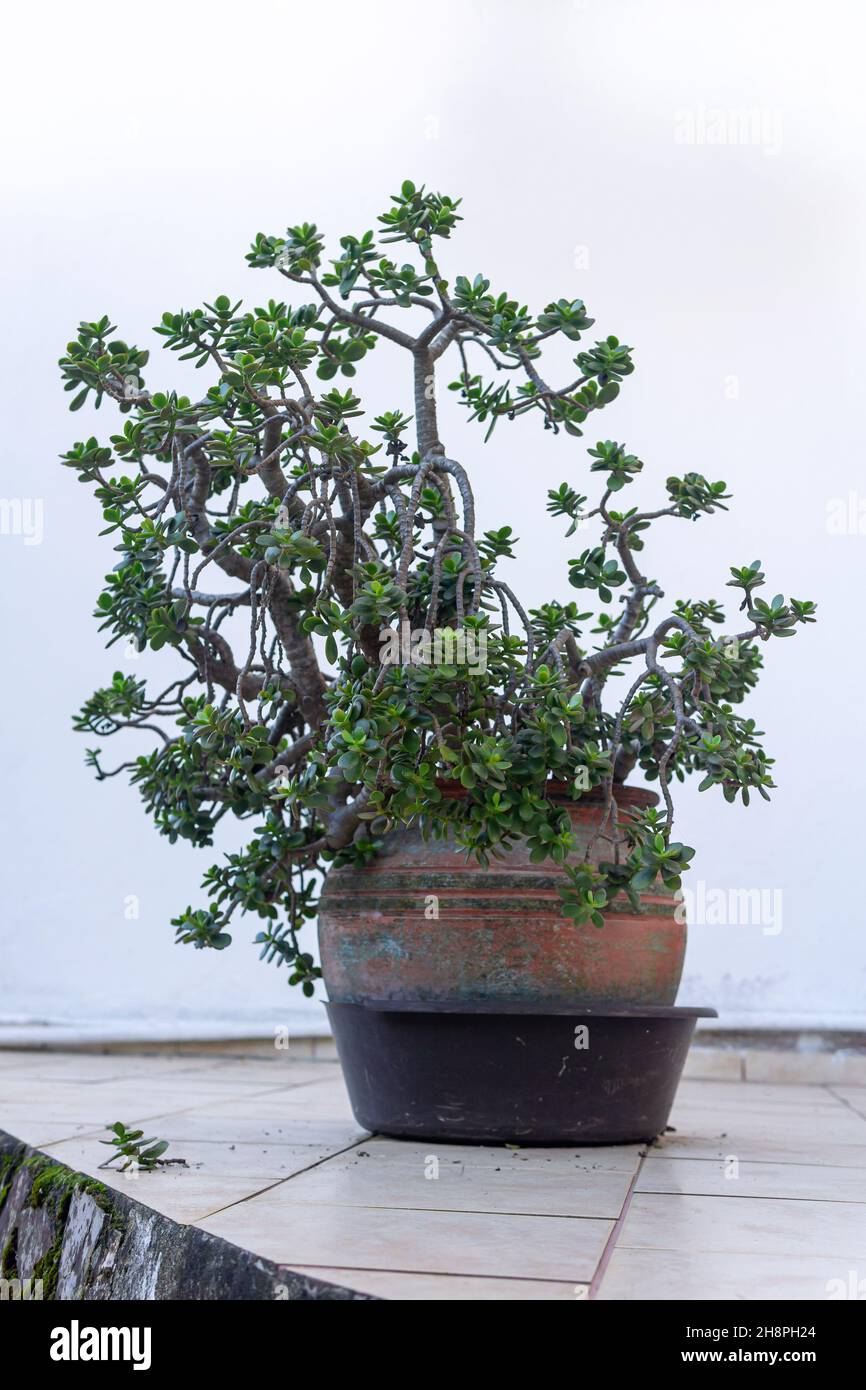 Groe Zimmerpflanze Crassula ovata (Jadepflanze) in einem Blumentopf im  Freien an der Hauswand Stockfotografie - Alamy