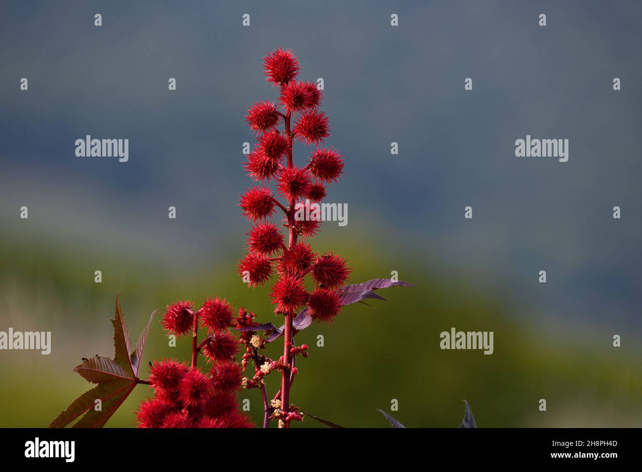 Rizinusölpflanze Ricinus communis der roten Variante, werden die Samen zur Herstellung von Rizinusöl verwendet, das im Elsass, Frankreich, wächst Stockfoto