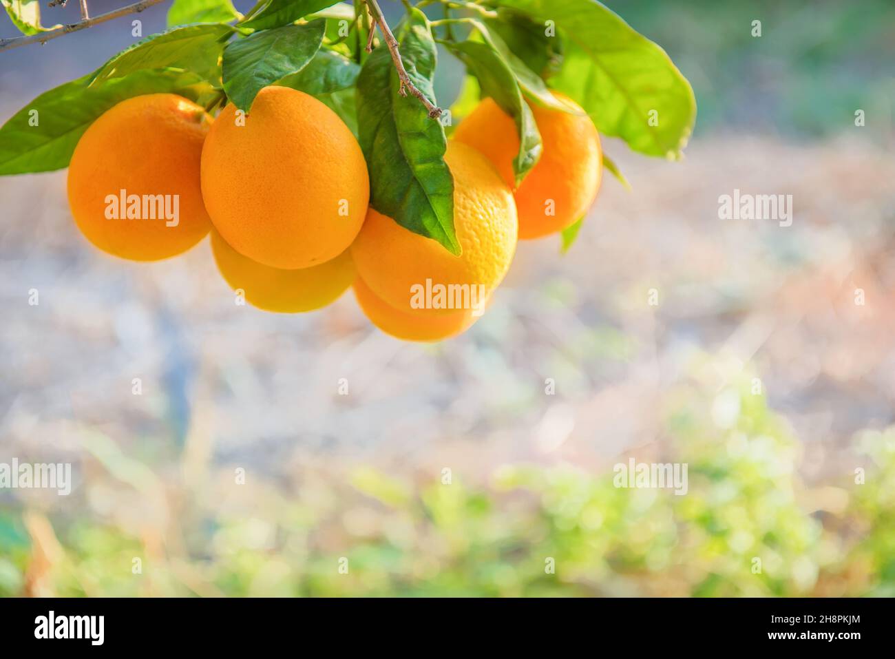 Strauß orangefarbener Früchte auf einem Baum in orangefarbener Grobw mit Cope Space, selektiver Fokussierung Stockfoto