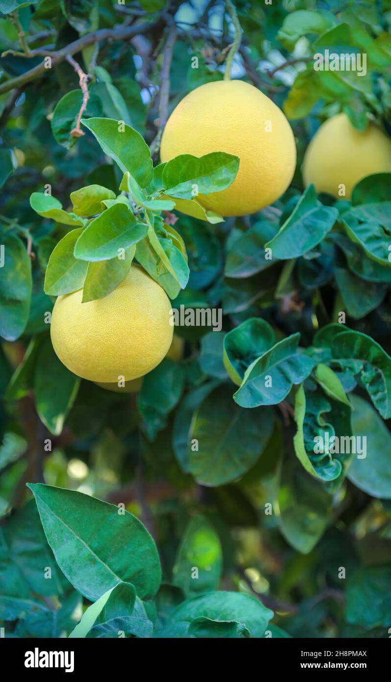 Pomelo Zitrusfrüchte hängen an einem Baum mit Blättern im Hintergrund, vertikale Aufnahme Stockfoto