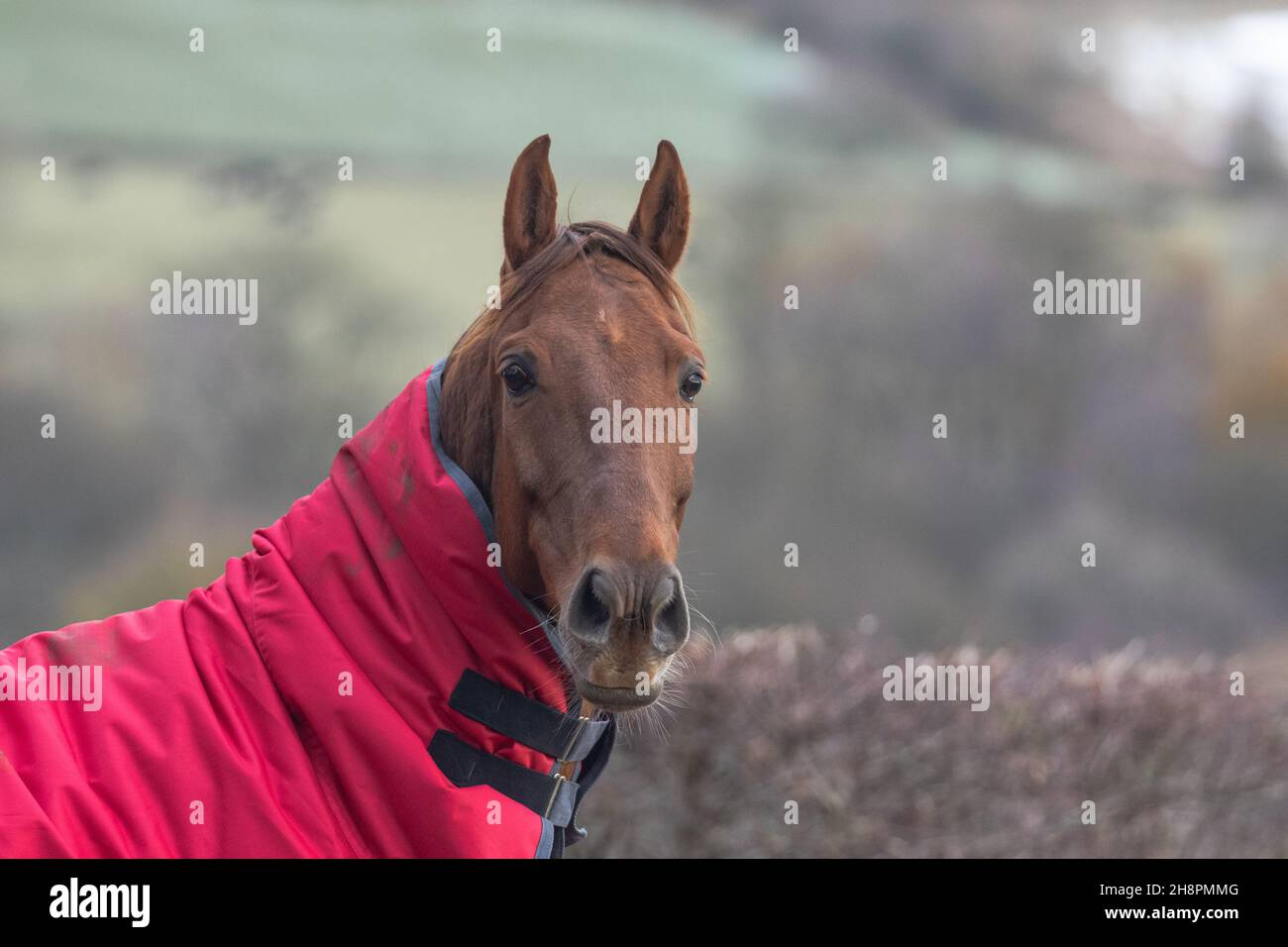 Ein Vollblut-Pferd aus nächster Nähe. Das Pferd trägt eine rote Jacke, um ihn vor dem kalten Wetter zu schützen. Rechts befindet sich ein negativer Raum. Stockfoto