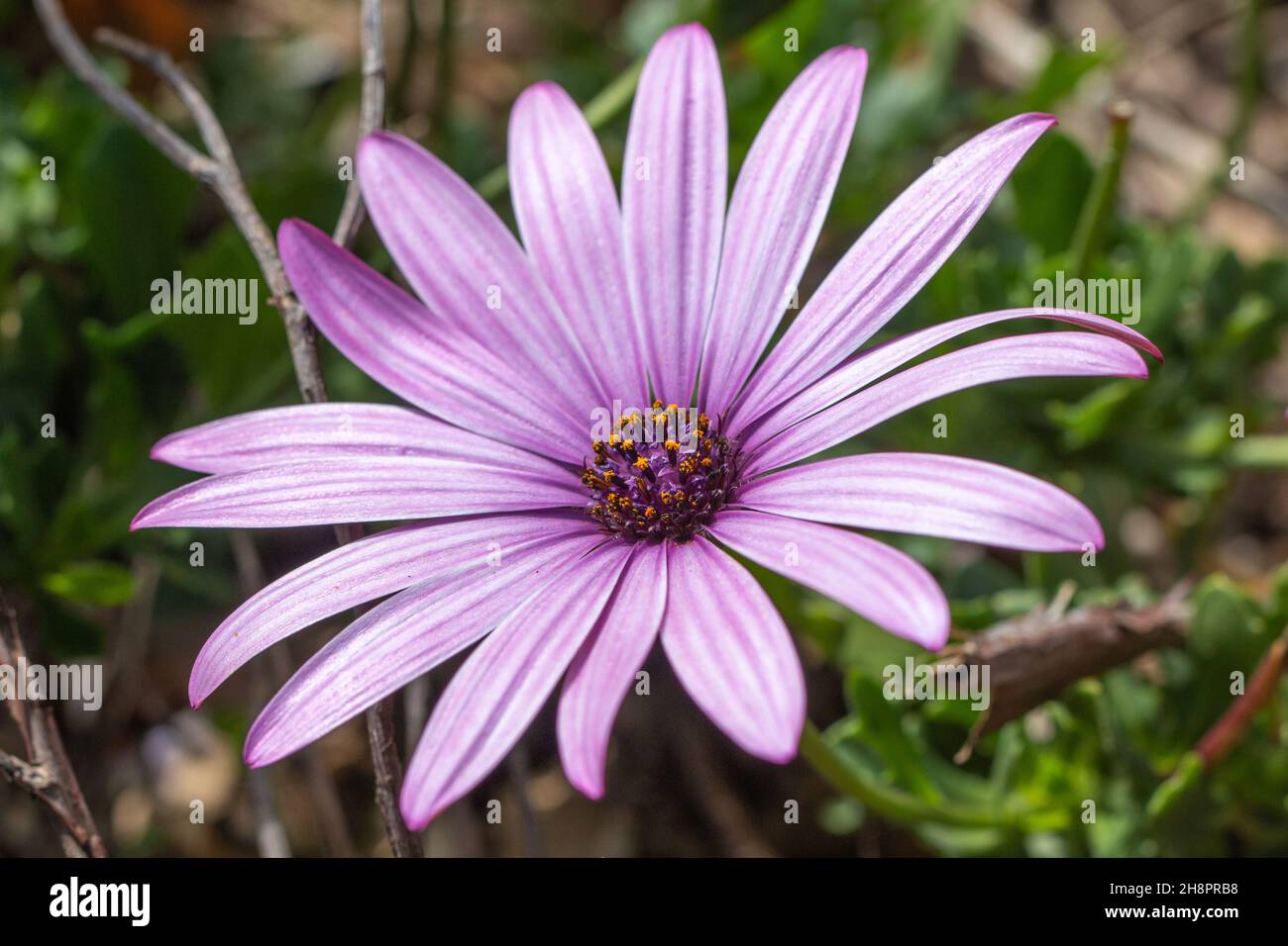 Osteospermum ecklonis, Cape Daisy, Nahaufnahme, Makro Stockfoto
