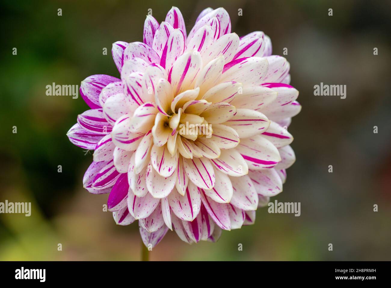 Einzelne rosa und weiße Dahlienblume, Nahaufnahme Makro Stockfoto