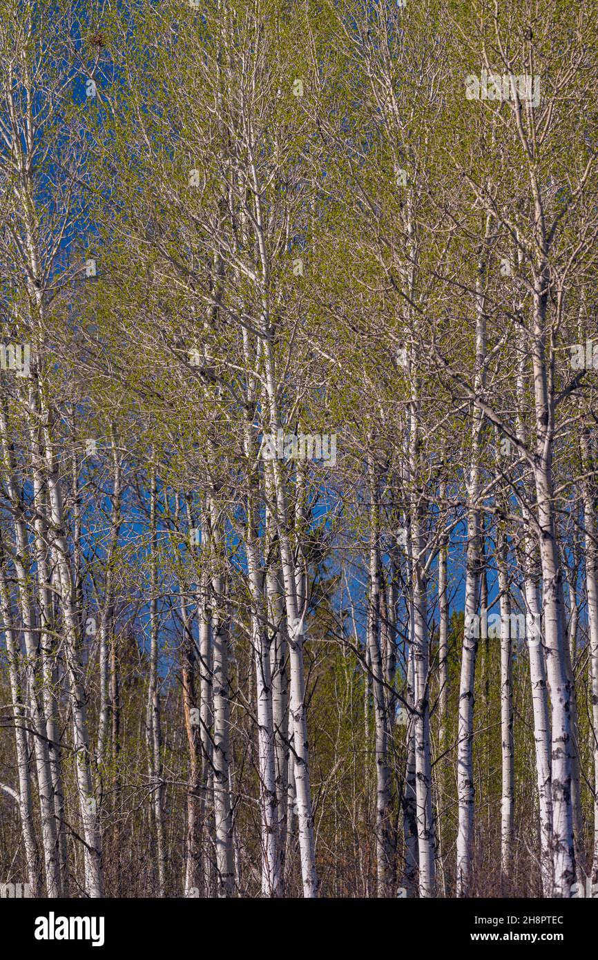 Frühlingshafte Blätter, die in Espenbäumen, Greater Sudbury, Ontario, Kanada, auftauchen Stockfoto