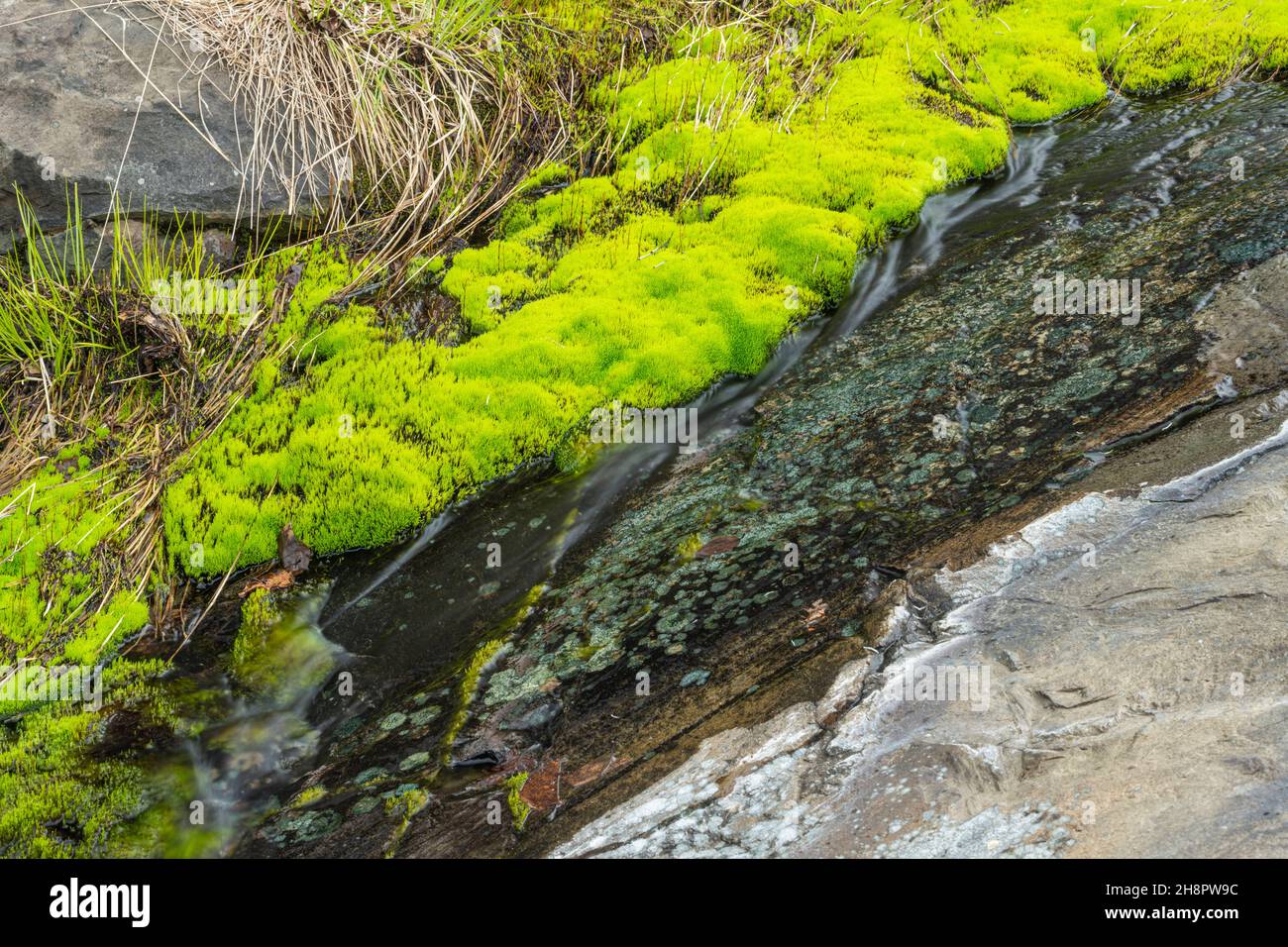 Frühlingsabfluss über die Felsen, mit Moosbeeten, Greater Sudbury, Ontario, Kanada Stockfoto