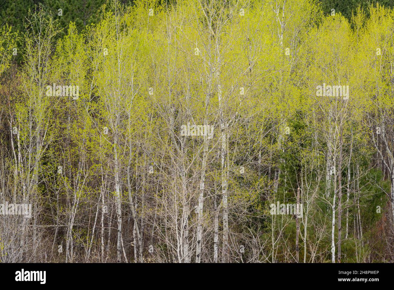 Frühlingshafte Blätter, die in Espenbäumen, Greater Sudbury, Ontario, Kanada, auftauchen Stockfoto