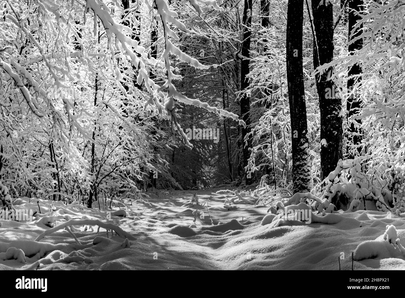 Schöne sonnenbeschienene Winterlandschaft in Deutschland. Schwarzweiß-Konvertierung Stockfoto