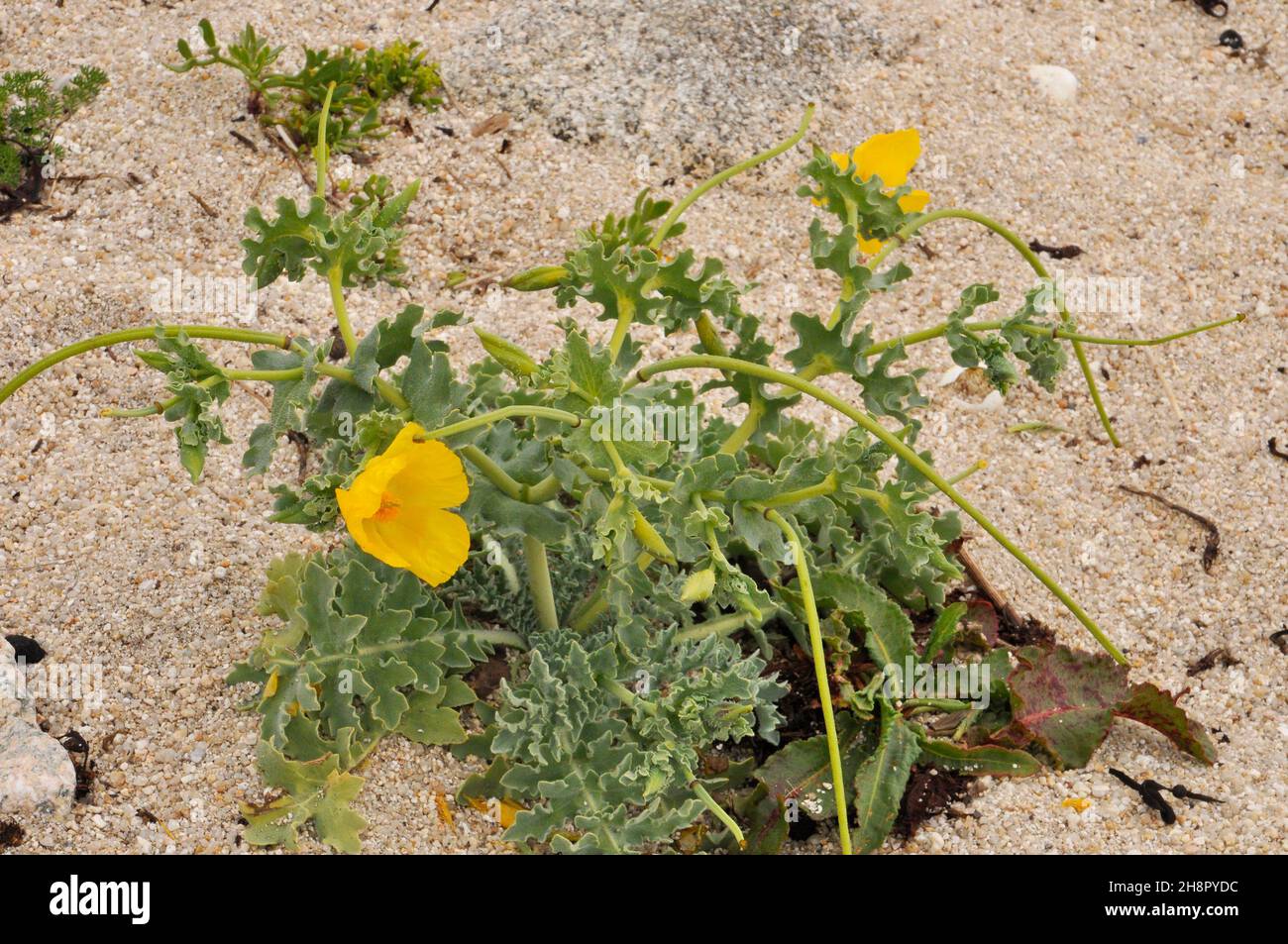Gelber Mohnbohnbauch „Glaucium flavum“, eine Küstenblume, die auf Kieselsteinen, Klippen und Sandstränden gefunden wird. Dicke bläuliche Blätter mit borstigen Haaren. Blumen aus Stockfoto