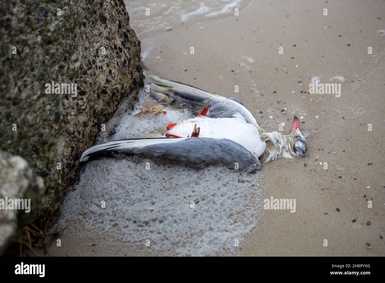 möwe tot auf dem Sand des Strandes in der Nähe des Meeres Stockfoto