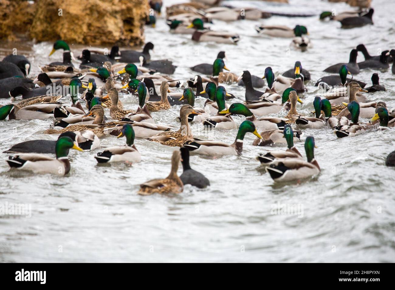 Weiße Schwäne, Wildenten und Möwen schwimmen im Winter im Meerwasser. Die Bekämpfung von Möwen betteln um Nahrung von den Menschen. Vögel überwintern kalt. Volkskonservati Stockfoto