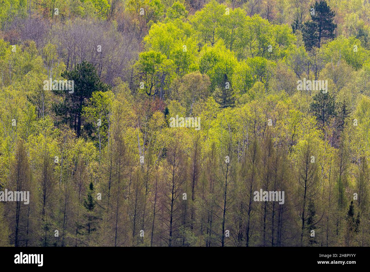 Frühlingslaub in einem gemischten Laubwald am Rande eines leatherleaf-Sumpfes, Greater Sudbury, Ontario, Kanada Stockfoto