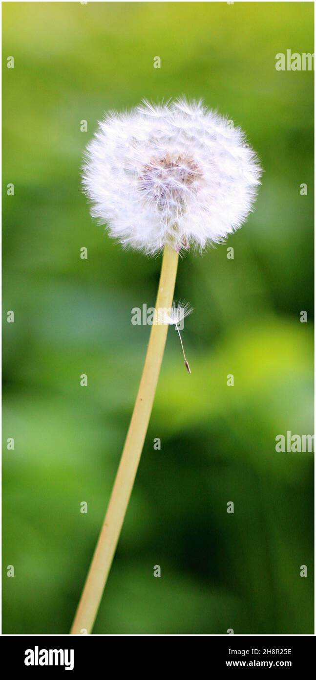 Vertikale Aufnahme eines Löwenzahn Stockfoto