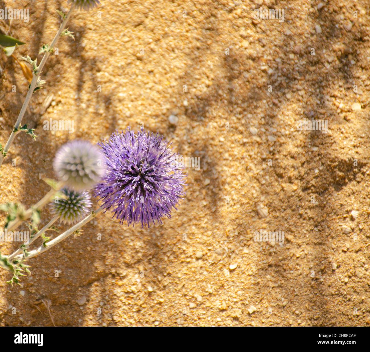 Dekorative Distel gegen Steinwand. Pflanze Echinops, die allgemein als Kugeldisteln bekannt sind. Stockfoto