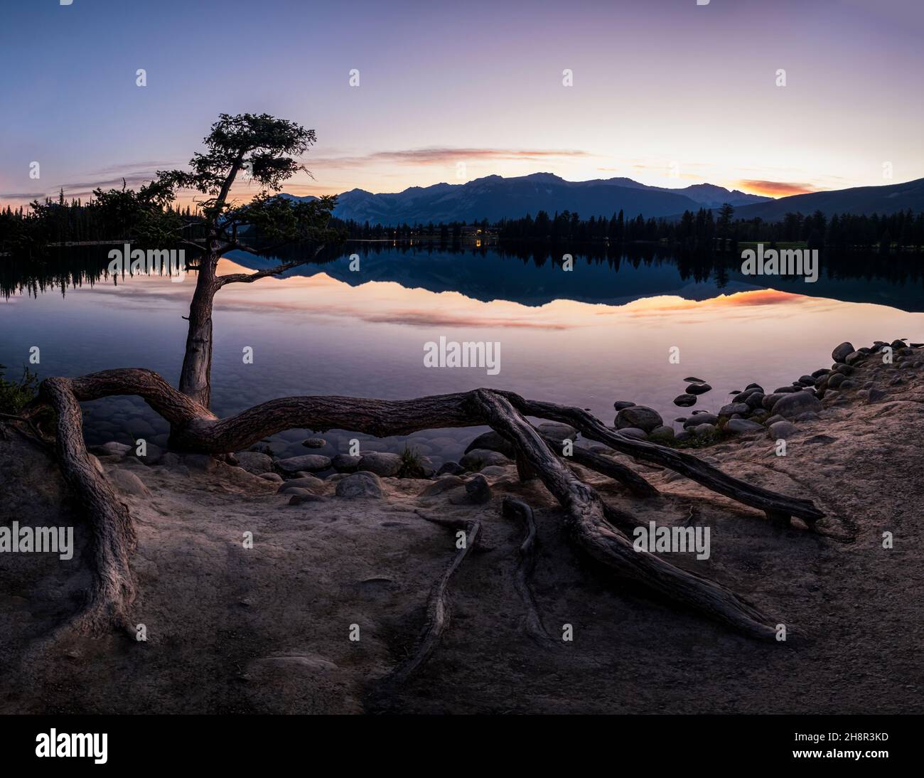 Exponierte Wurzeln, Pine Tree, Lac Beauvert, Jasper National Park, Alberta, Kanada Stockfoto