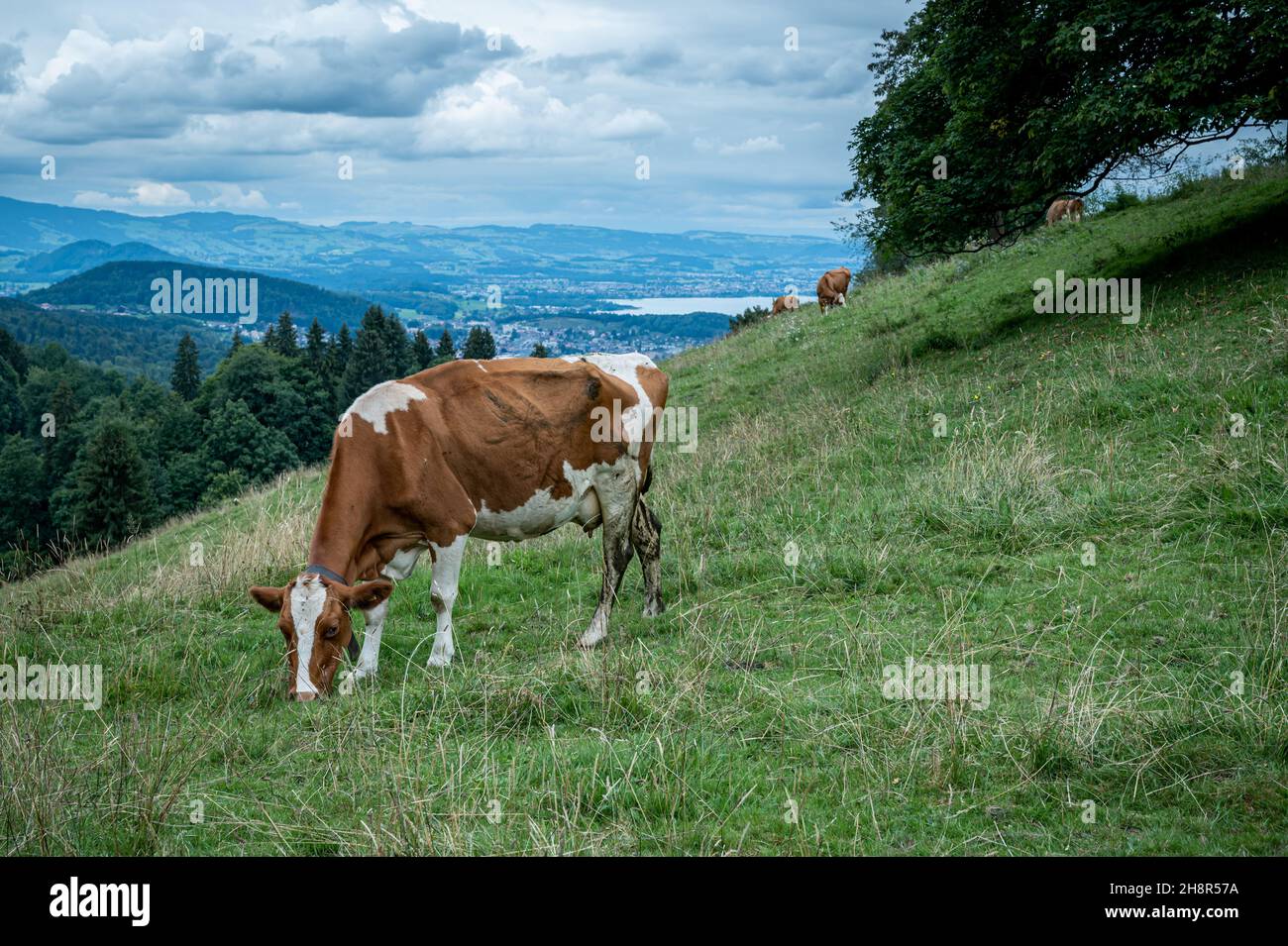 Kühe grasen auf der Wiese in der Schweiz. Klimawandel. Stockfoto