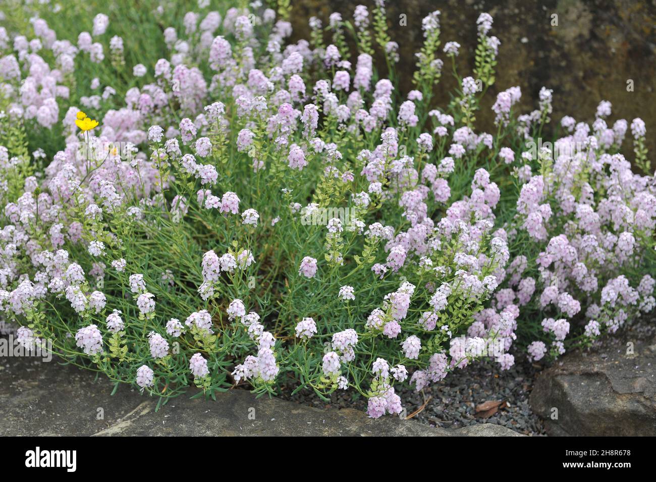 Steinkresse (Aethionema armenum) blüht im Mai in einem Steingarten Stockfoto