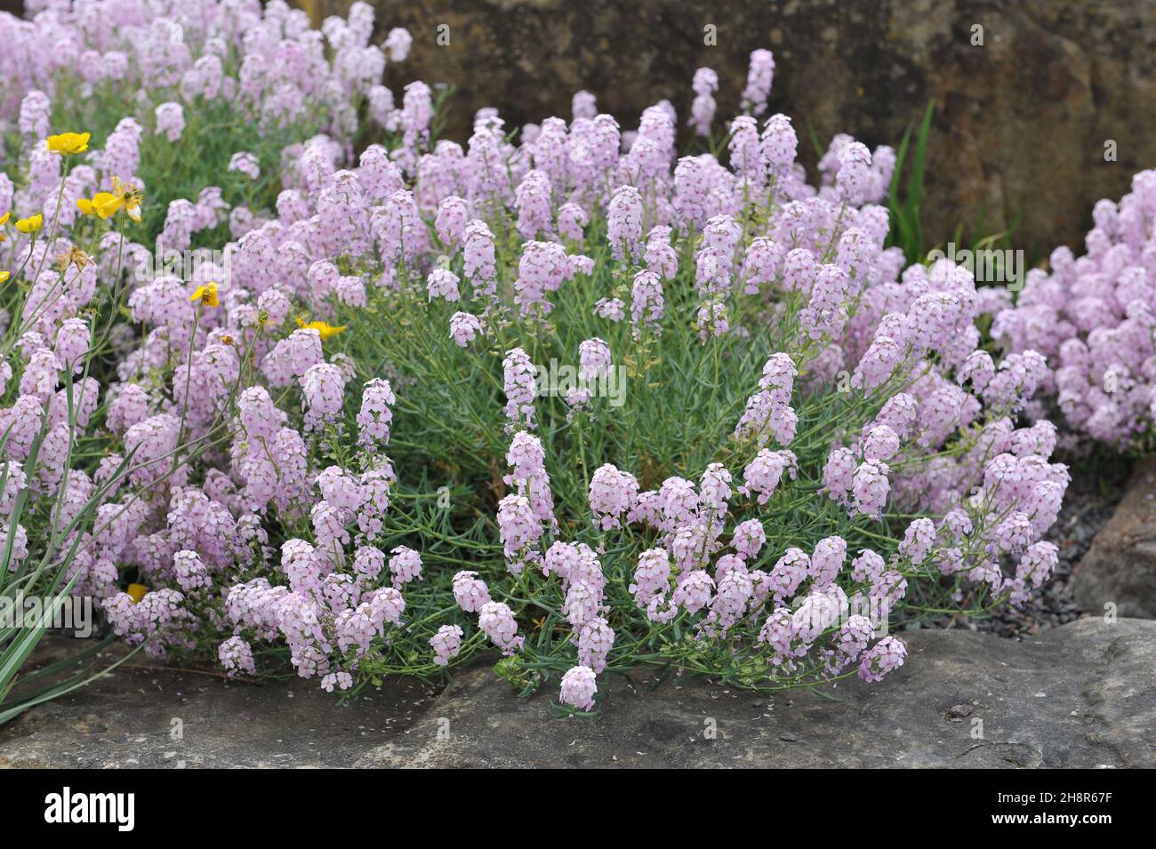 Steinkresse (Aethionema armenum) blüht im Mai in einem Steingarten Stockfoto