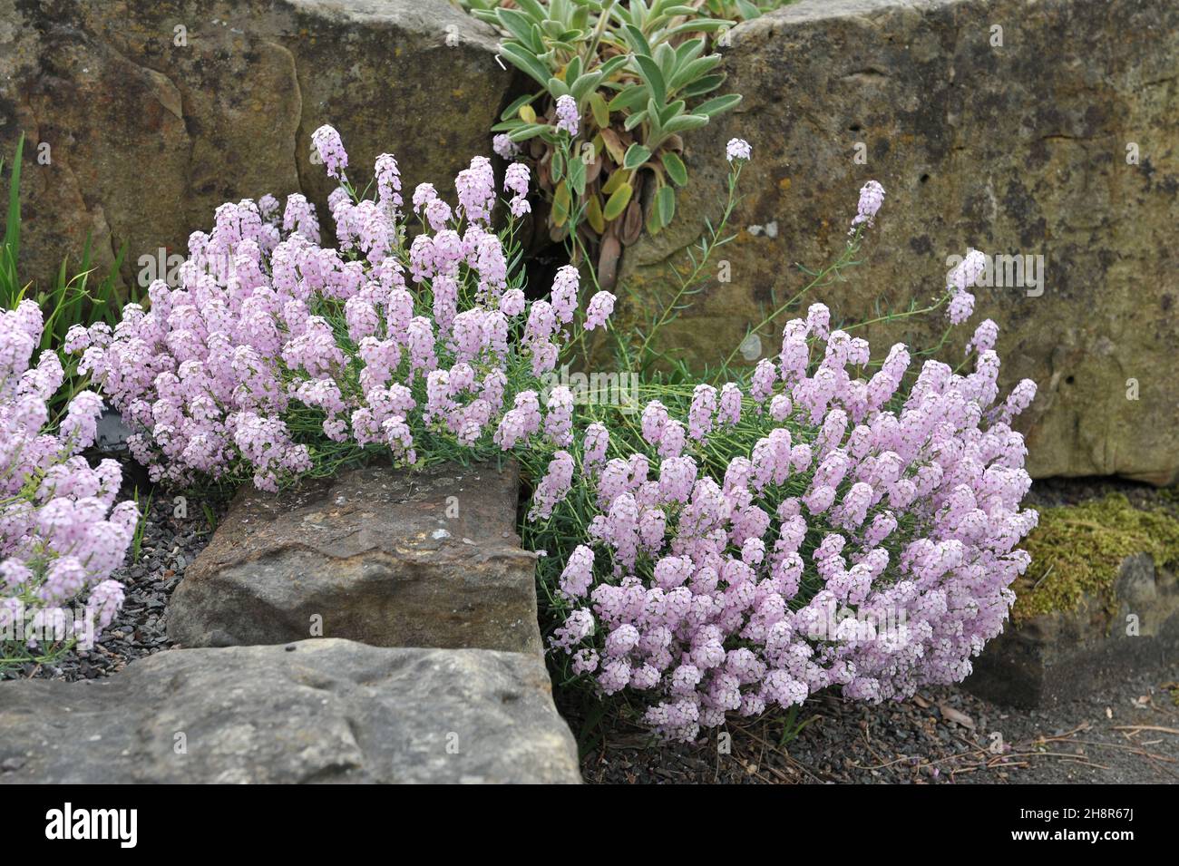 Steinkresse (Aethionema armenum) blüht im Mai in einem Steingarten Stockfoto