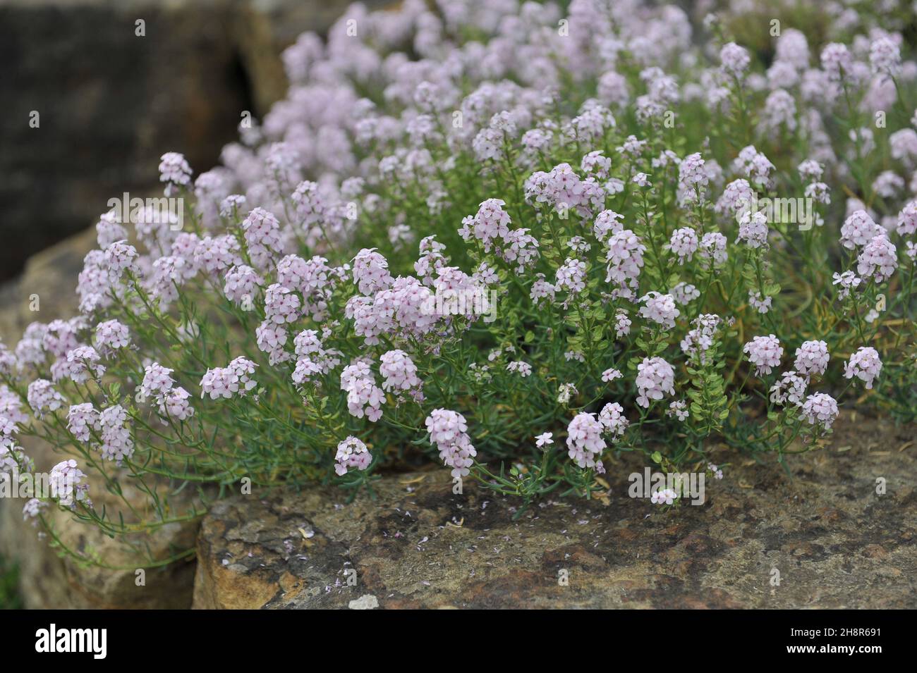 Steinkresse (Aethionema armenum) blüht im Mai in einem Steingarten Stockfoto