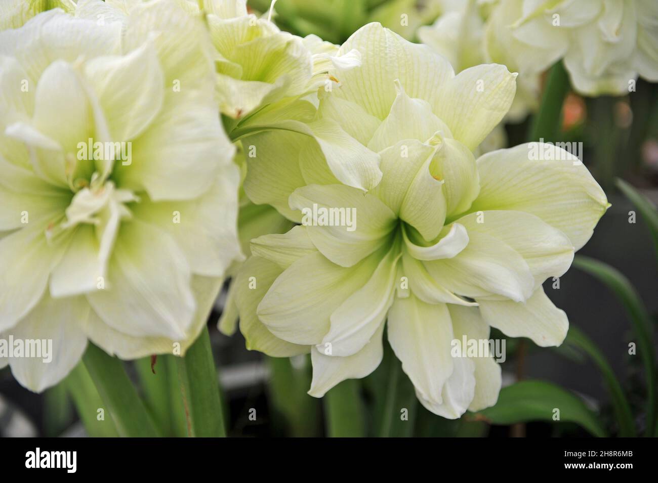 Weißer, doppelblühiger Hppeastrum (Amaryllis) Marilyn blüht im April in einem Garten Stockfoto