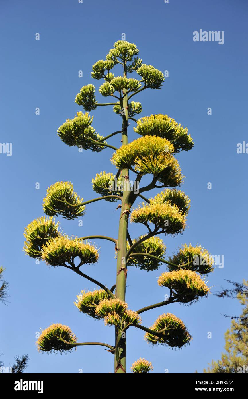 Century Pflanze (Agave americana) wchst in Kroatien im Juli  Stockfotografie - Alamy