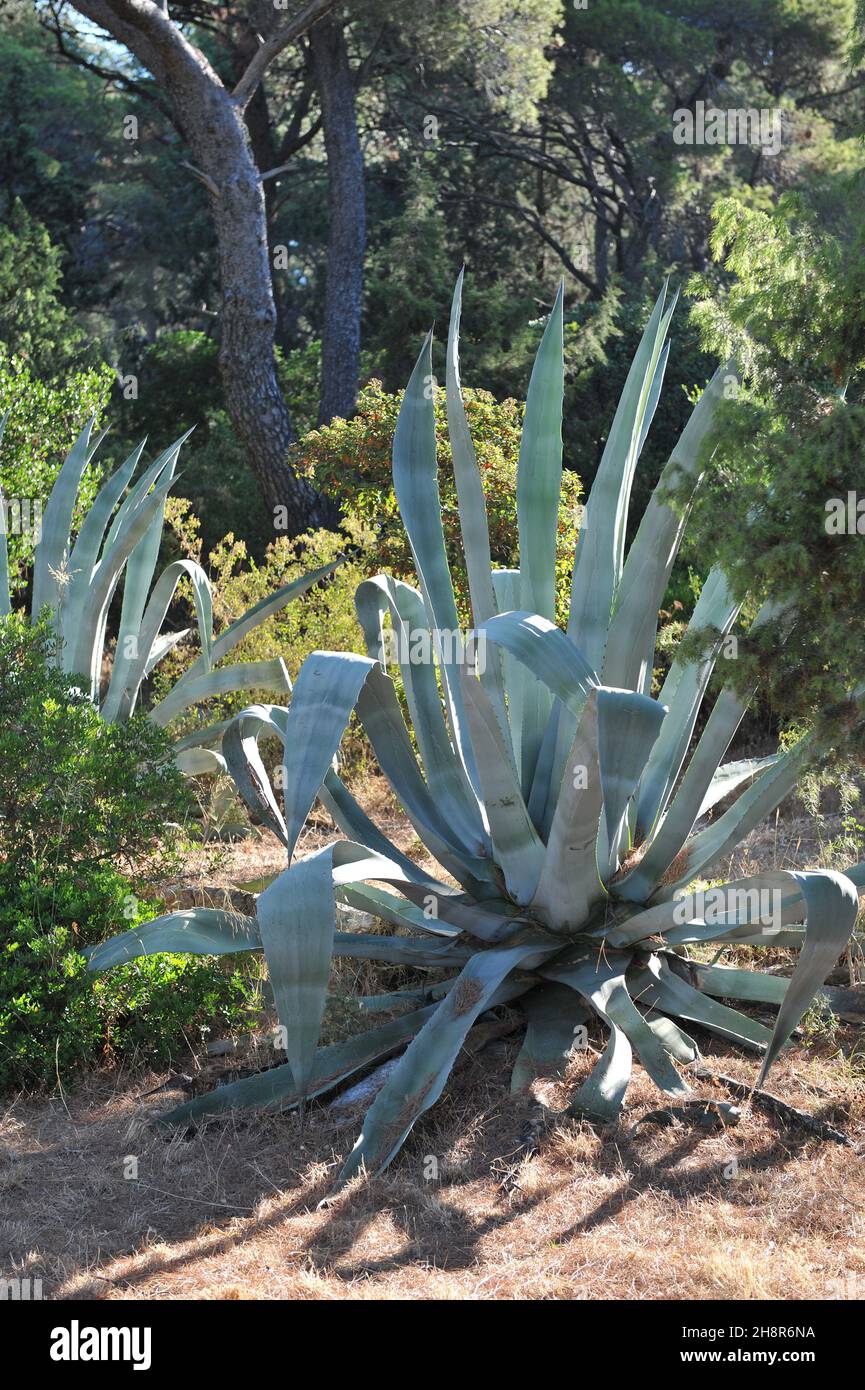 Century Pflanze (Agave americana) wchst in Kroatien im Juli  Stockfotografie - Alamy