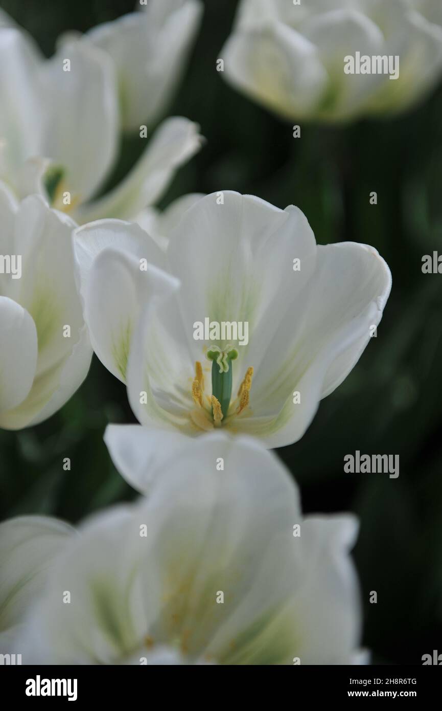 Viridiflora Tulpen (Tulipa) Grüner Geist blühen im April in einem Garten Stockfoto