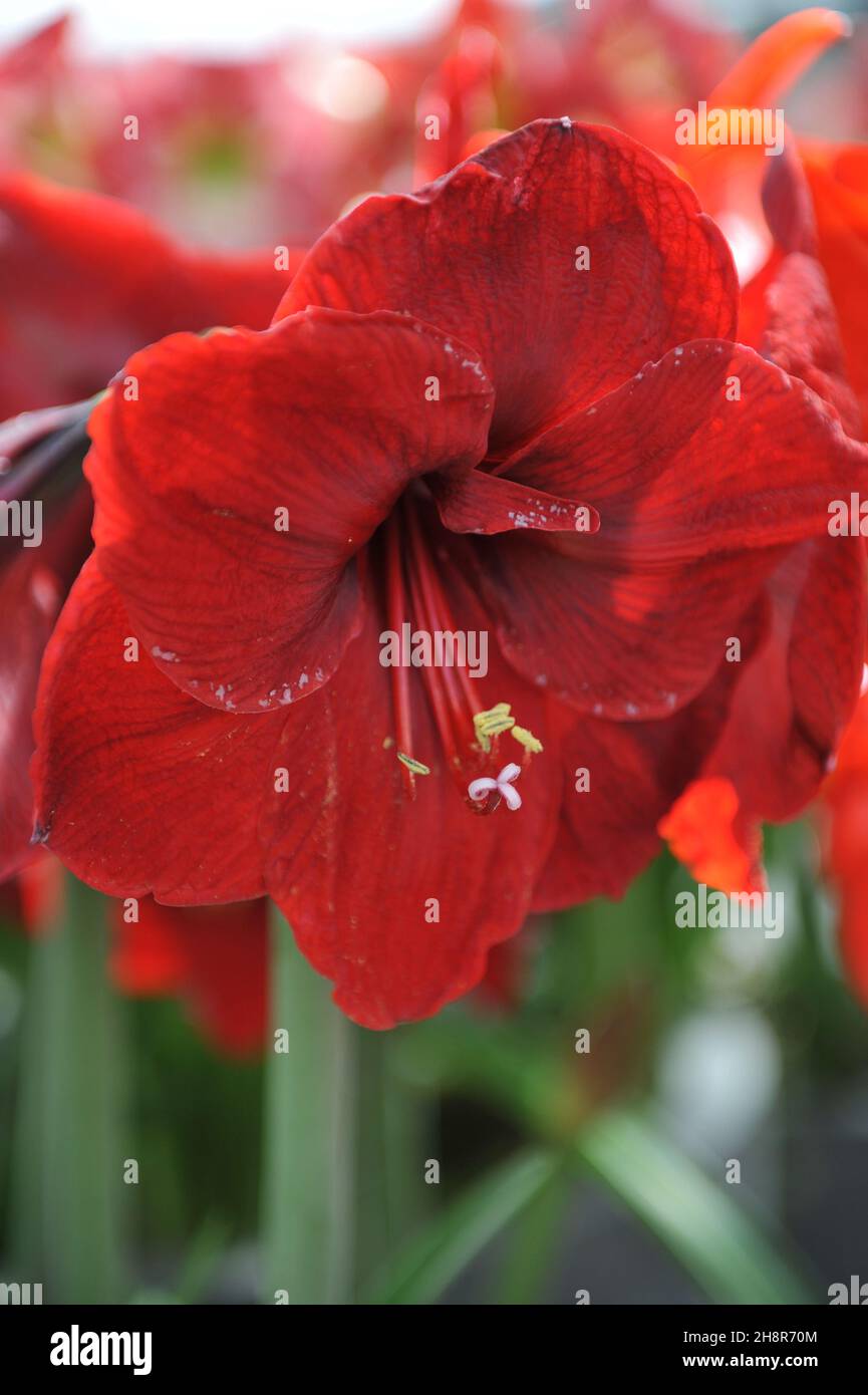 Hippeastrum (Amaryllis) Benfica blüht im April in einem Garten Stockfoto