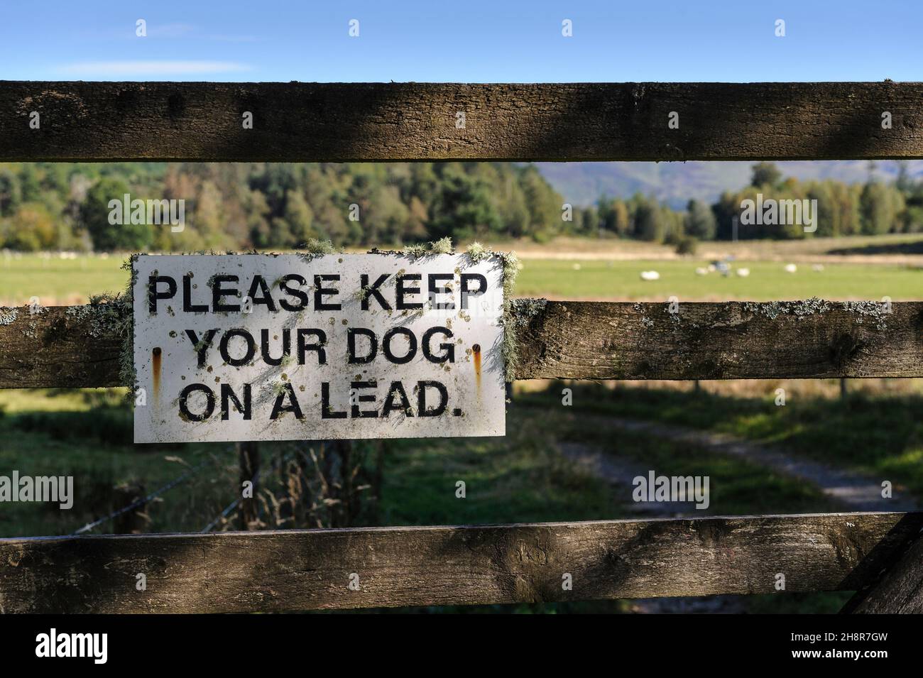 „Bitte halten Sie Ihren Hund an der Leine“-Schild auf dem Holztor mit unfokussierten Spuren und Schafen im Feld, die durch das Tor im Hintergrund betrachtet werden Stockfoto