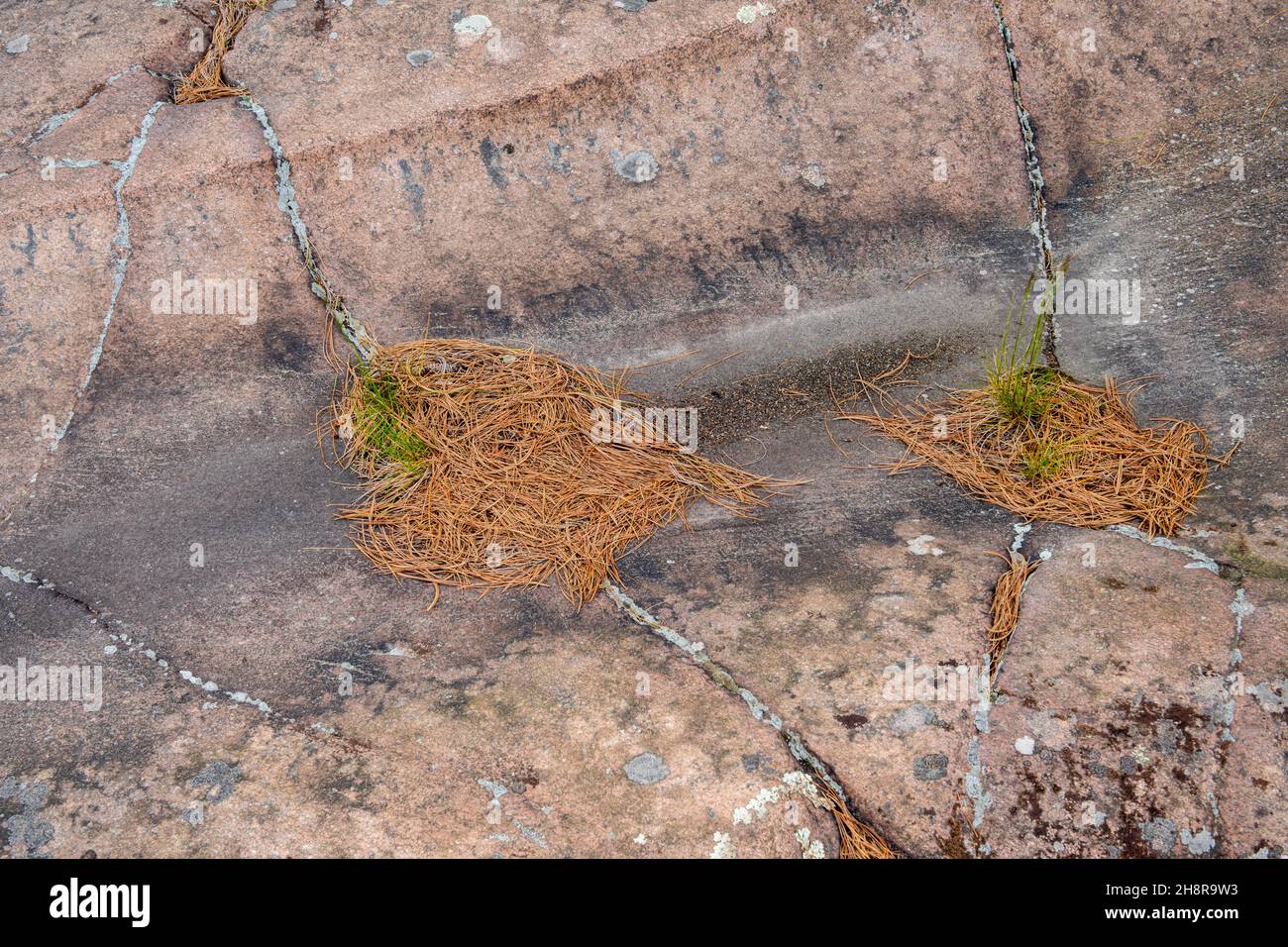 Gebeizte Granitaufschlüsse mit Flechten, gesammeltes Kiefernstroh und Pflanzen, Killarney Provincial Park, Killarney, Ontario, Kanada Stockfoto