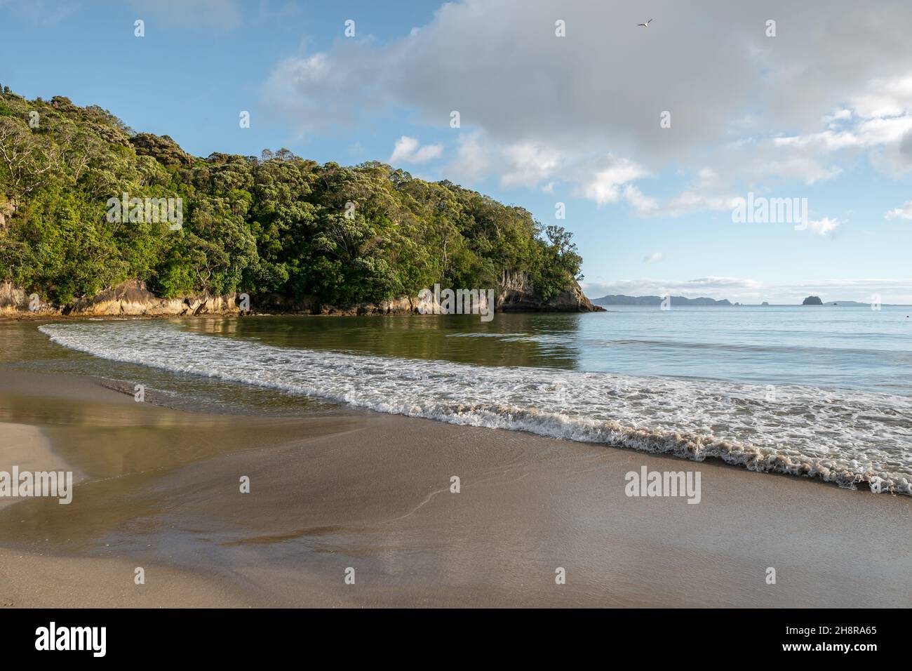 Cooks Beach in Purangi in Neuseeland Stockfoto