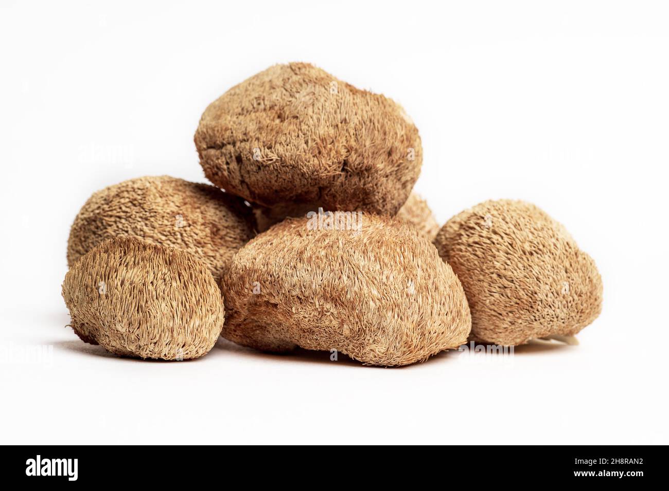 Getrocknete Löwenmähnchen oder Hericium Erinaceus werden auch Bartzahnpilz, Affenkopfpilz, Yamabushitake genannt. Stockfoto