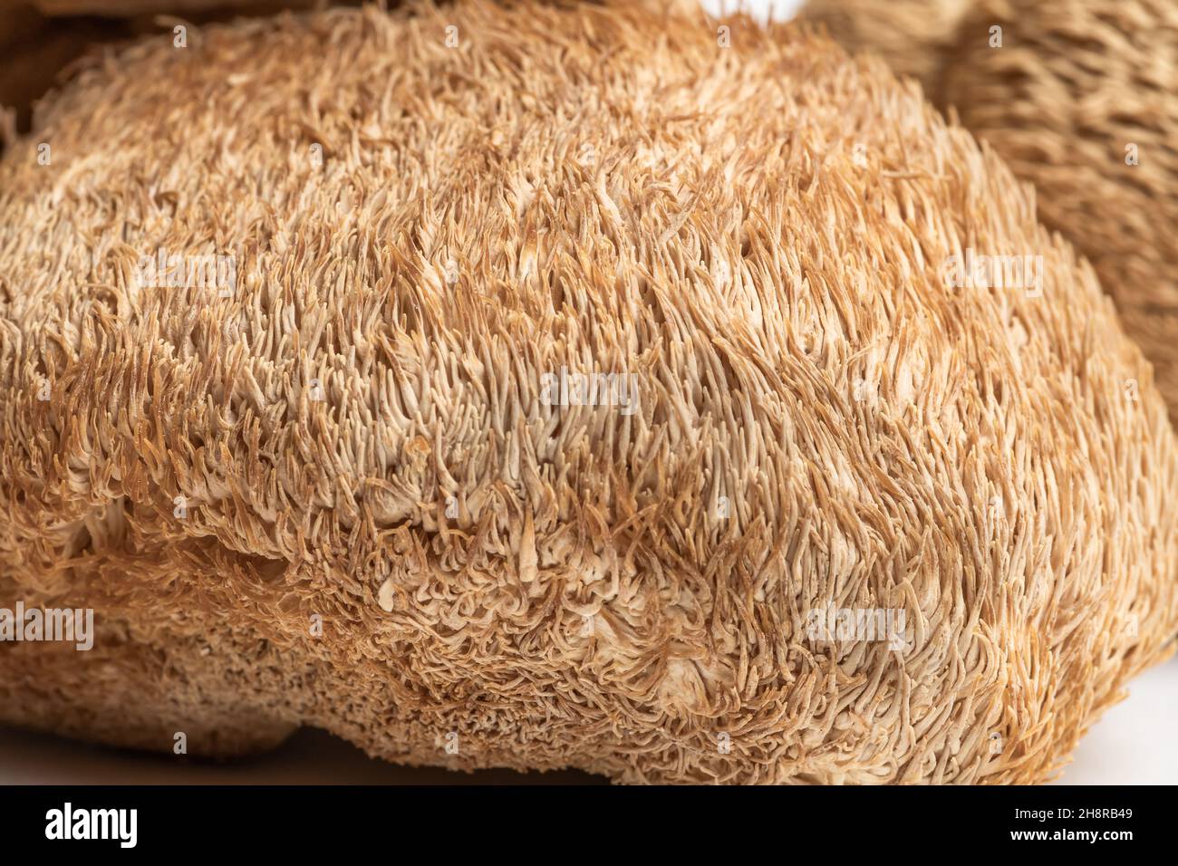 Getrocknete Löwenmähnchen oder Hericium Erinaceus werden auch Bartzahnpilz, Affenkopfpilz, Yamabushitake genannt. Stockfoto