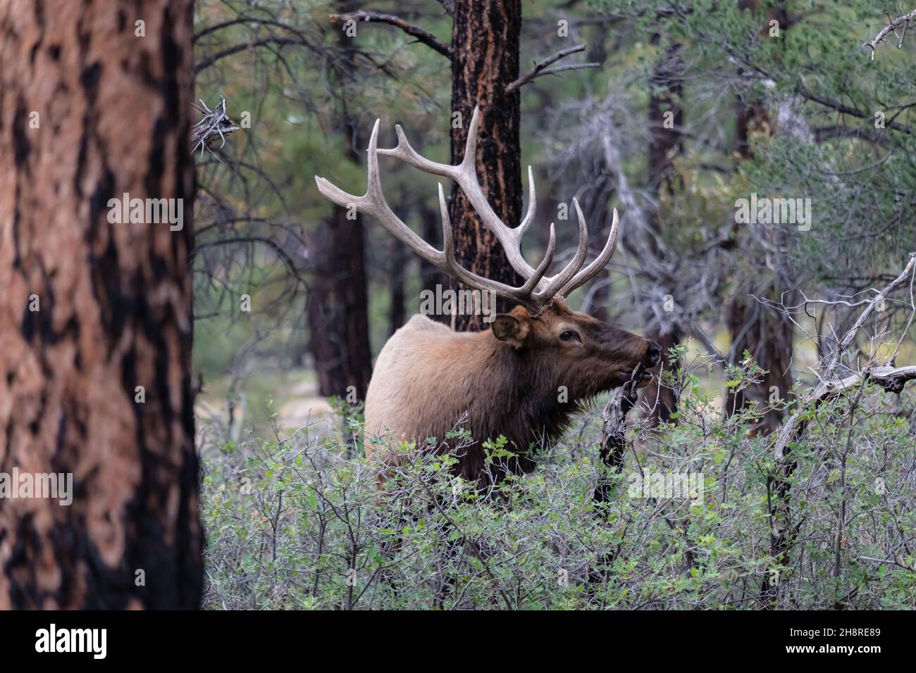 Nahaufnahme von Rocky Mountain Elk (Cervus elaphus nelsoni), Grand Canyon National Park. Männchen mit großem Geweih, im Kiefernwald. Seitwärts schauen. Stockfoto