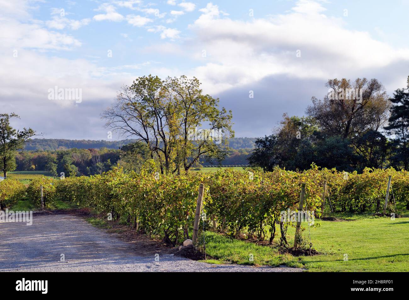 Westfield, New York, USA. Weinreben auf einem Weinberg im westlichen Bundesstaat New York. Das Gebiet östlich der Finger-Seen-Region ist für die Weinherstellung bekannt. Stockfoto