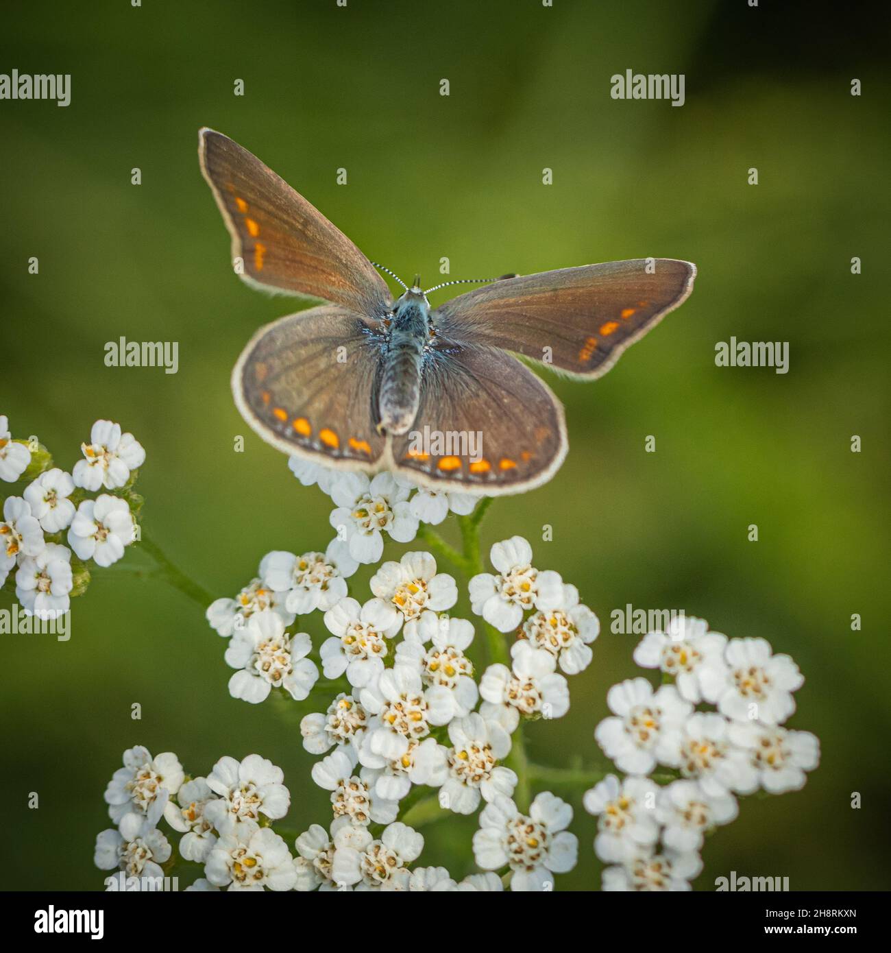 Farbiger Schmetterling auf weißen Blüten Stockfoto