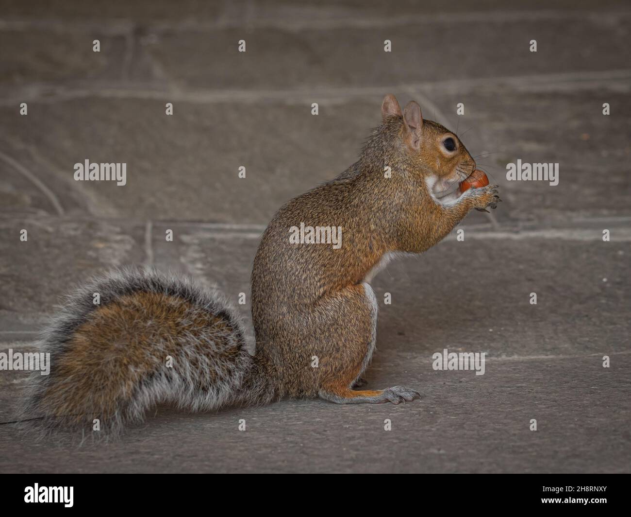 Nahaufnahme des grauen Eichhörnchens Stockfoto