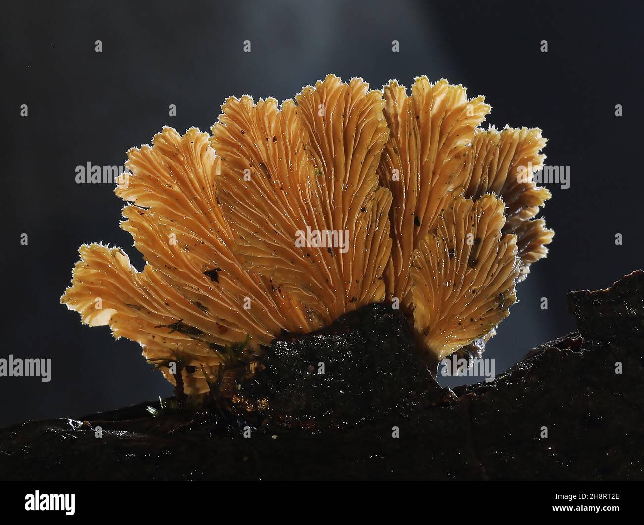 schizophyllum commune spaltet sich mit Sporen Stockfoto