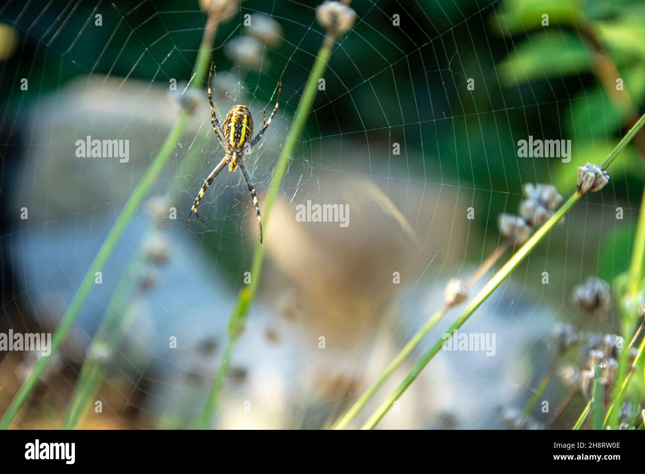 Garten gelb-schwarz gestreifte Wespenspinne auf einem Spinnennetz vor einem verschwommenen Garten Hintergrund. Hochwertige Fotos Stockfoto