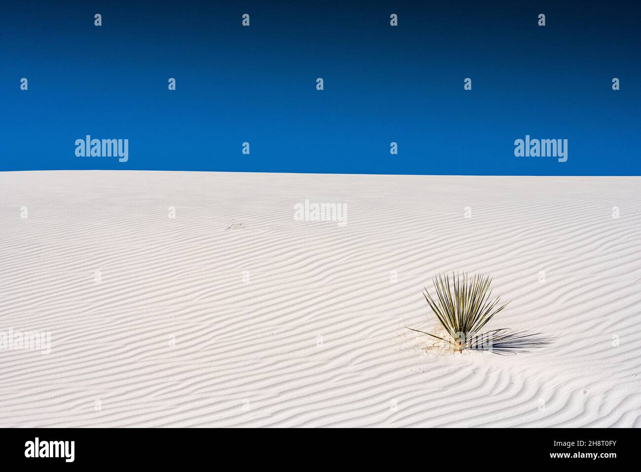 Yucca Dots mit Wellen bedeckte Sanddüne im White Sands National Park Stockfoto
