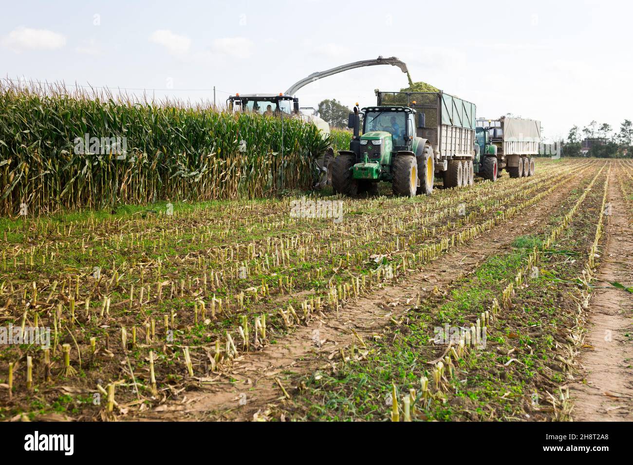 Mähen von Futtermais mit modernen landwirtschaftlichen Geräten auf dem Bauernhof Stockfoto