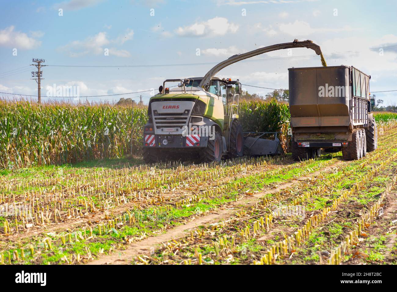 Mähen von Futtermais mit modernen landwirtschaftlichen Geräten auf dem Bauernhof Stockfoto