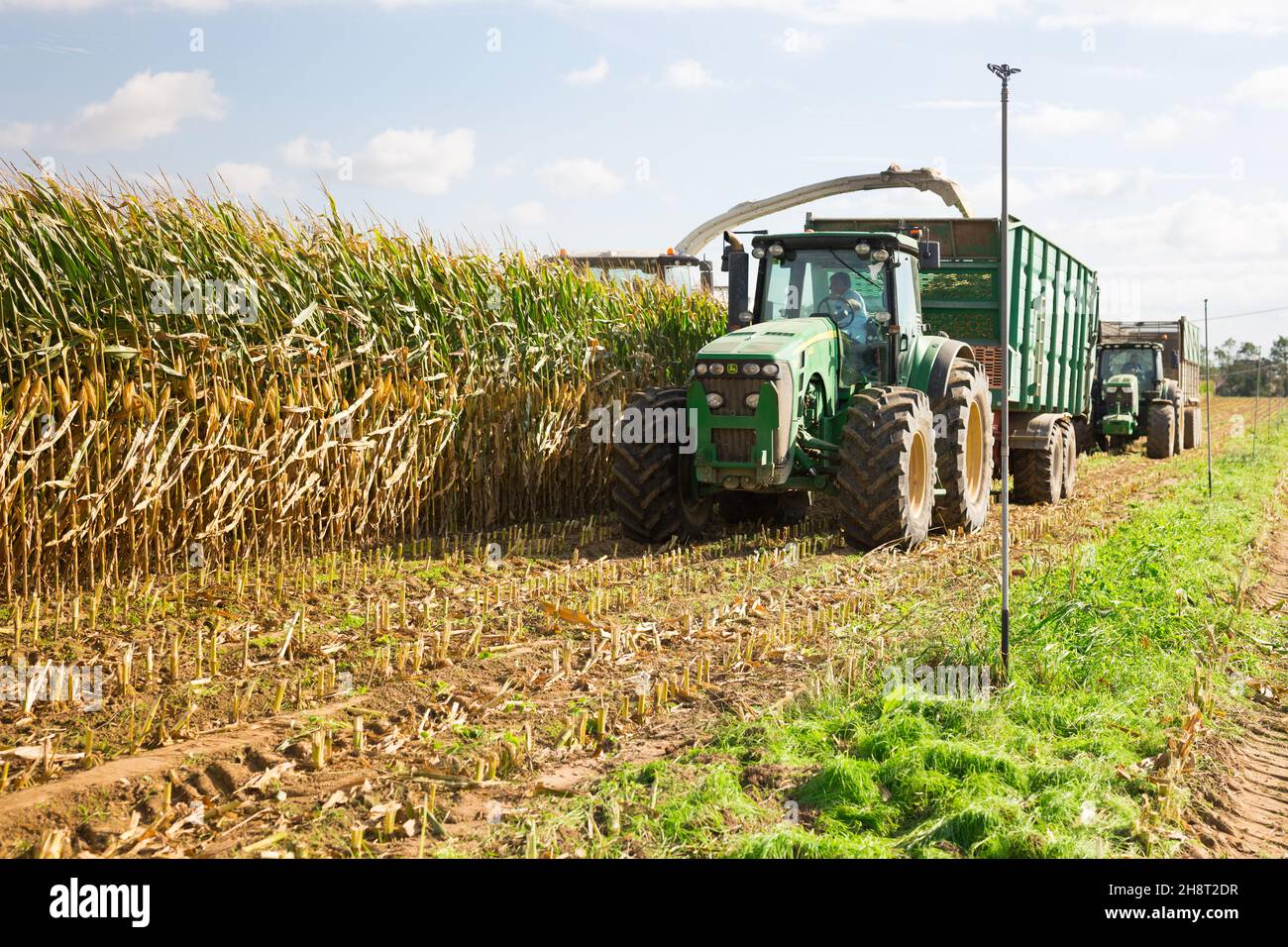 Mähdrescher Mähdrescher Mais auf dem Feld und Gießen in LKW Stockfoto