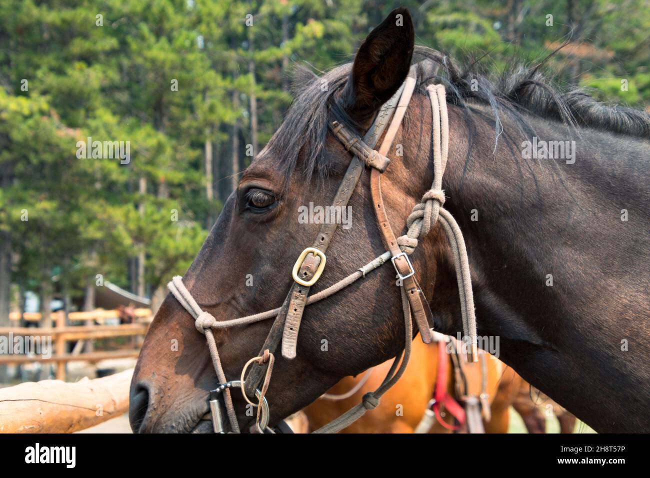 Nahaufnahme der Seite des braunen Pferdes Gesicht, gesattelt bis zum Reiten gehen. Grüne Bäume im Hintergrund Stockfoto