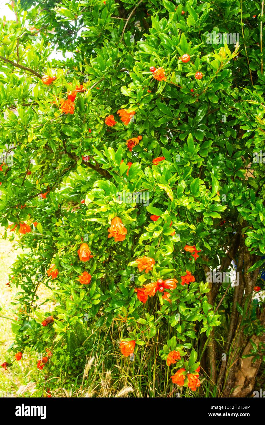 Granatapfelbaum blühend, Punica granatum. Stockfoto