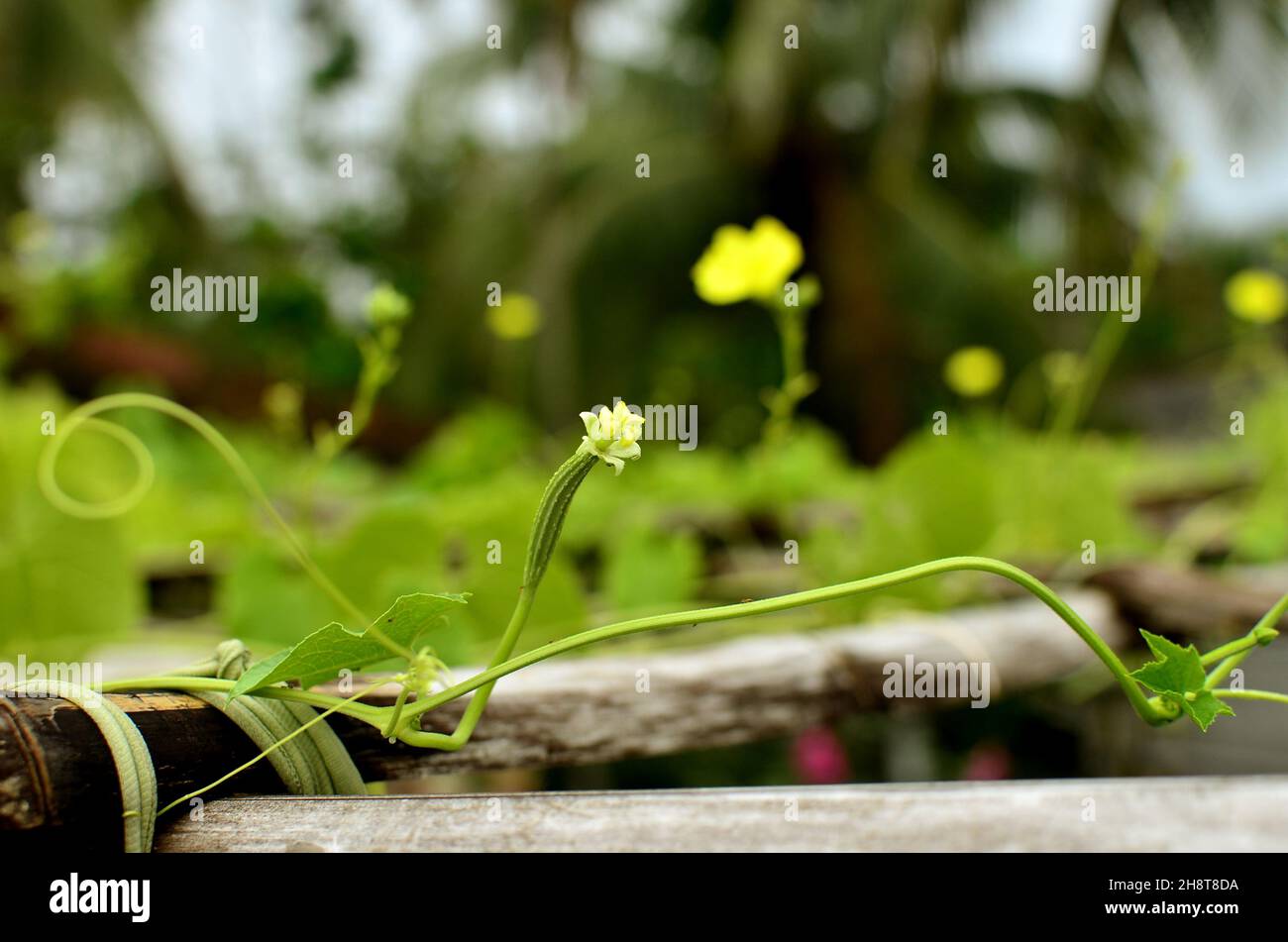 Grünes Süßwasser Spinat, Hygrophila auriculata, Ridge Gourd Blume Stockfoto