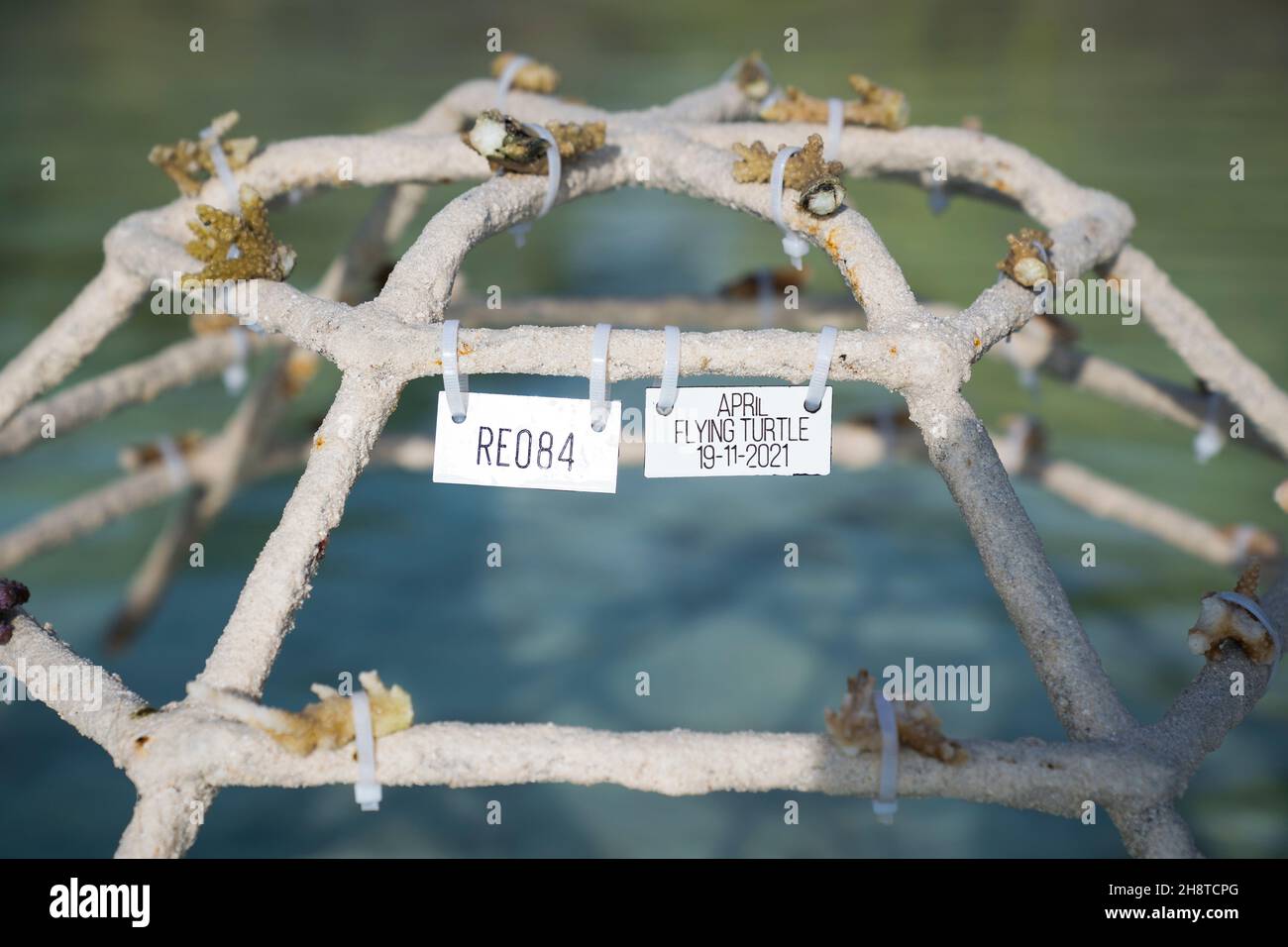 Ein Korallenrahmen, der die Wiederherstellung von Korallenriffen unterstützen soll, wird im Meer platziert, um die Reise von April, einer Olive ridley Meeresschildkröte, zu ihrem neuen Zuhause in Großbritannien, im Four Seasons Resort in Kuda Huraa, Malediven, zu feiern. Bilddatum: 18. November 2021. Siehe PA Geschichte UMWELT Turtle Maldives. April, die in ihr neues Zuhause am Sea Life Loch Lomond verlegt wurde, wurde auf der Meeresoberfläche im Raa Atoll auf den Malediven schwebend in einem ausrangierten Fischernetz mit fehlendem rechten vorderen Flipper und einem Plastikbeutel um den Hals gefunden. Sie kann aufgrund von Problemen mit dem Auftrieb nicht tauchen und kehrt zum Th zurück Stockfoto