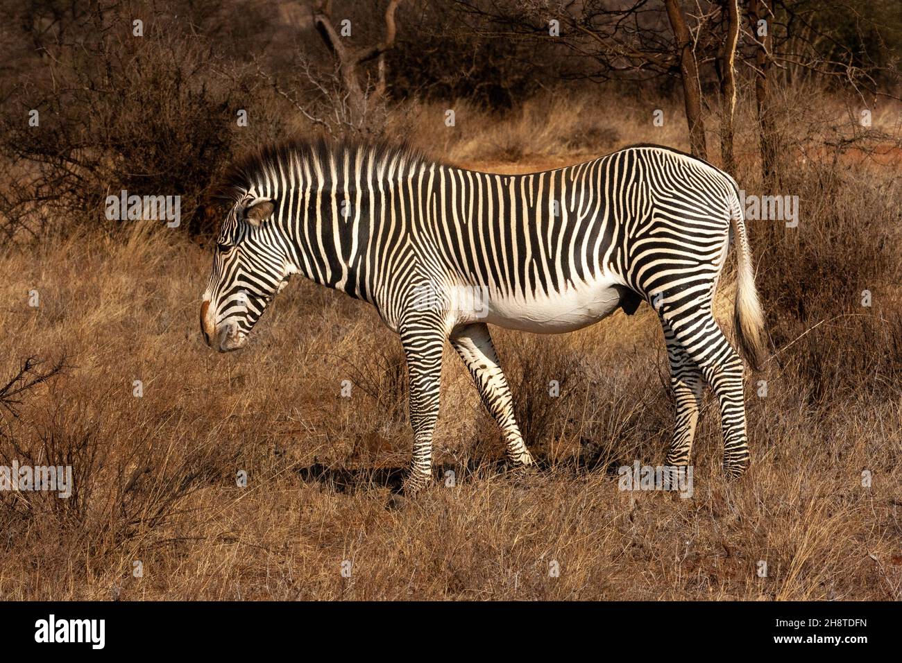 Grévys Zebra oder imperiales Zebra (Equus grevyi) im Buffalo Springs National Reserve Kenya Stockfoto
