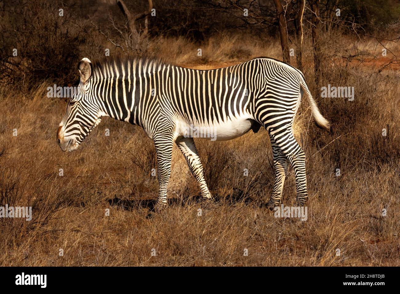 Grévy's Zebra oder imperiales Zebra (Equus grevyi) im Buffalo Springs National Reserve Kenia Stockfoto