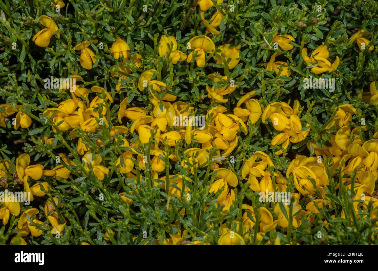 Bergbesen, Cytisus oromediterraneus, in Blüte. Pyrenäen. Stockfoto
